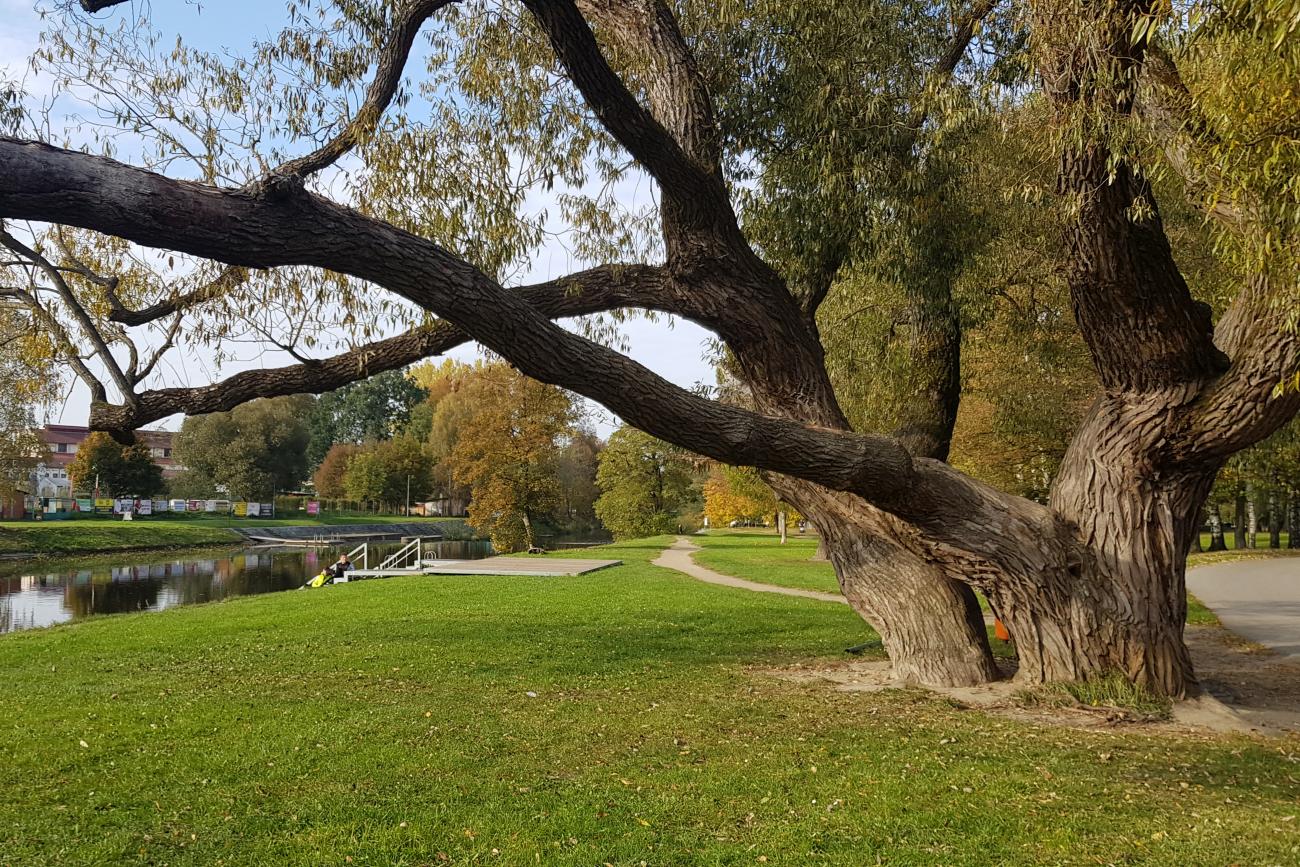 Malák 